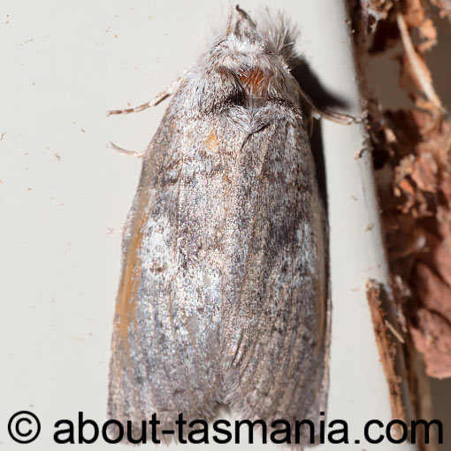 Gallaba ochropepla, Grey Gallaba, Notodontidae, Tasmania, moth