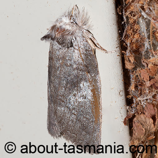 Gallaba ochropepla, Grey Gallaba, Notodontidae, Tasmania, moth