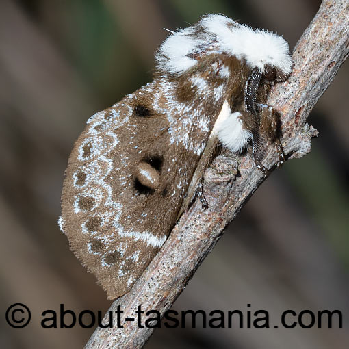 Genduara punctigera, Lasiocampidae, Tasmania, moth