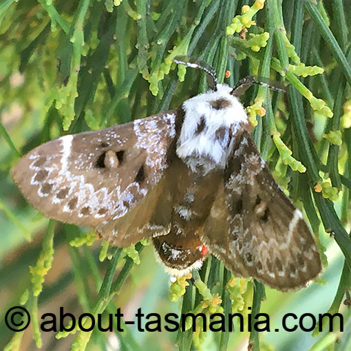 Genduara punctigera, Lasiocampidae, Tasmania, moth