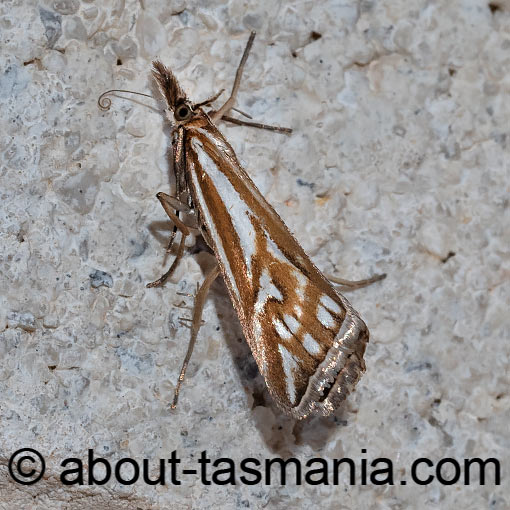 Hednota pleniferellus, Crambidae, Tasmania, moth