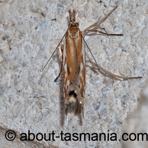 Hednota pleniferellus, Crambidae, Tasmania, moth