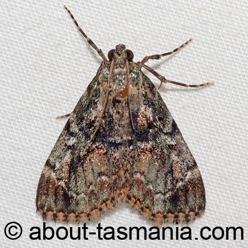 Stericta bryomima, Pyralidae, Tasmania, moth