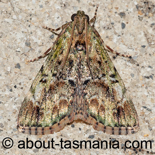 Stericta bryomima, Pyralidae, Tasmania, moth
