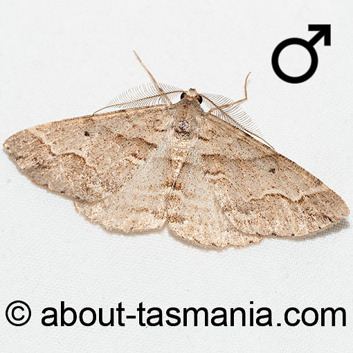 Syneora cheleuta, Geometridae, Tasmania, moth