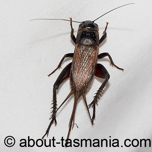Teleogryllus commodus, Australian black field-cricket, Tasmania