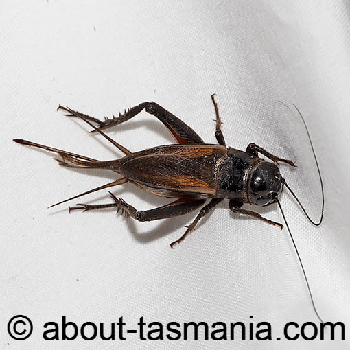 Teleogryllus commodus, Australian black field-cricket, Tasmania