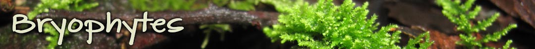bryophytes in Tasmania