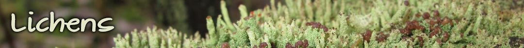 lichen in Tasmania