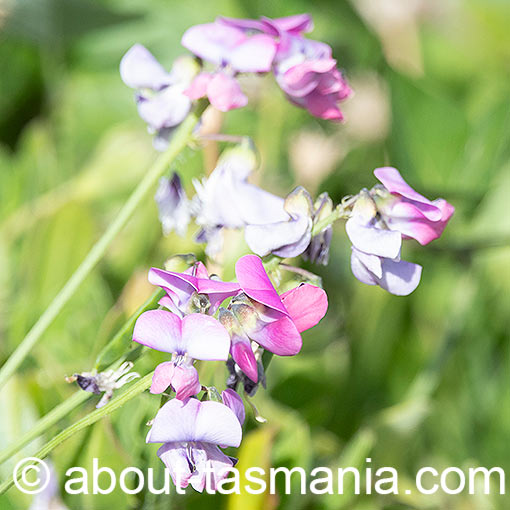 Dipogon lignosus, Cape sweet-pea, Tasmania, flora