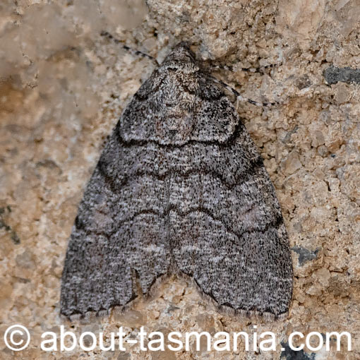 Dysbatus singularis, Geometridae, Tasmania, moth