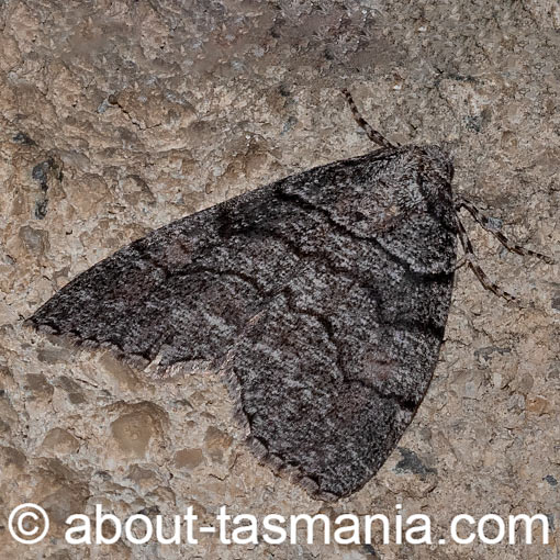 Dysbatus singularis, Geometridae, Tasmania, moth