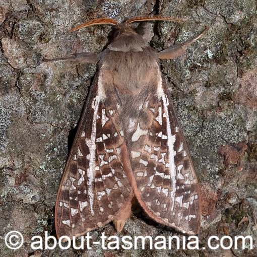 Oxycanus australis, Hepialidae, Tasmania, moth