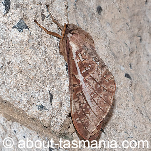 Oxycanus australis, Hepialidae, Tasmania, moth