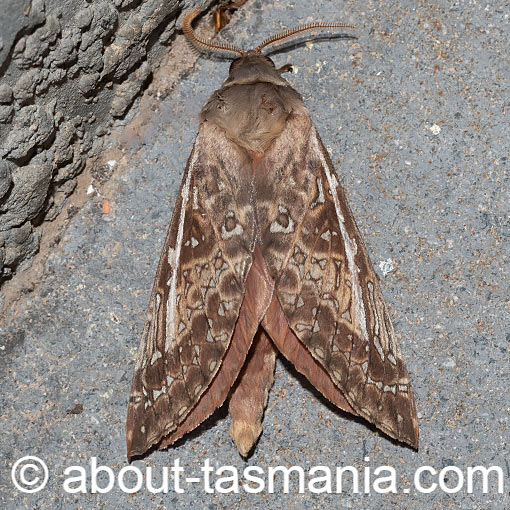 Oxycanus australis, Hepialidae, Tasmania, moth