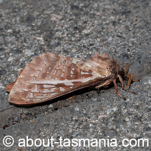 Oxycanus australis, Hepialidae, Tasmania, moth