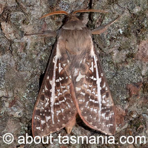 Oxycanus australis