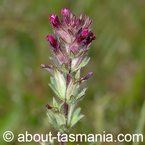 Parentucellia latifolia, Red Bartsia, Tasmania