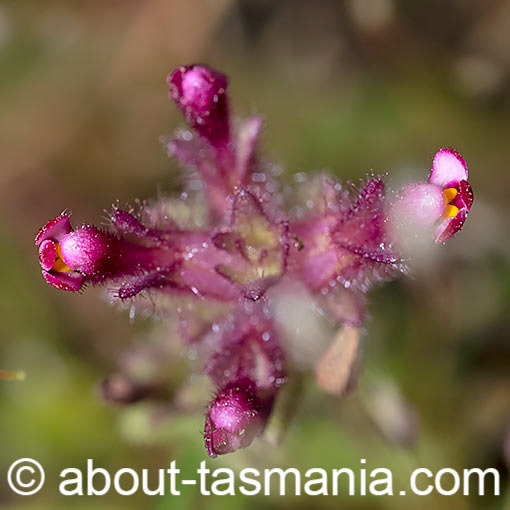 Parentucellia latifolia, Red Bartsia, Tasmania