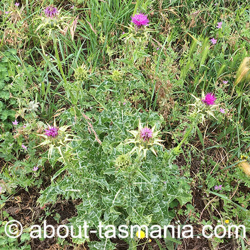 Silybum marianum, Mediterranean milk thistle, Tasmania, flora