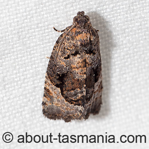 Asthenoptycha sphaltica, Tortricidae, Tasmania, moth