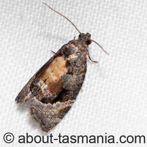 Asthenoptycha sphaltica, Tortricidae, Tasmania, moth