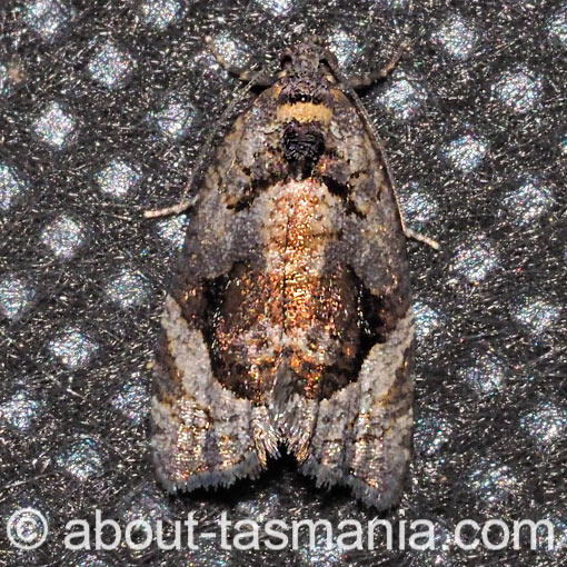 Asthenoptycha sphaltica, Tortricidae, Tasmania, moth