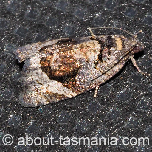 Asthenoptycha sphaltica, Tortricidae, Tasmania, moth