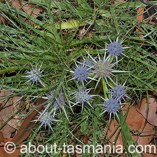 Eryngium ovinum, Flora, Tasmania