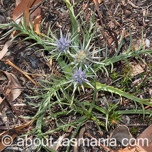 Eryngium ovinum, Flora, Tasmania