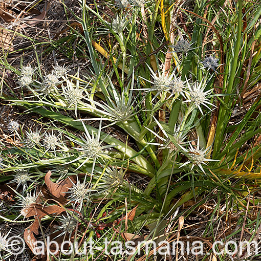 Eryngium ovinum, Flora, Tasmania