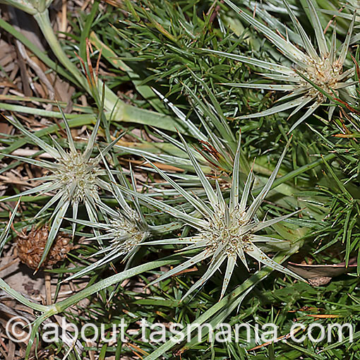 Eryngium ovinum, Flora, Tasmania