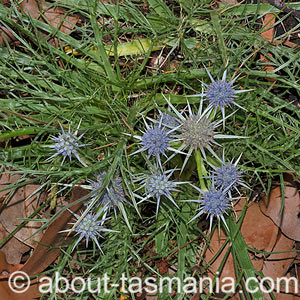 Eryngium ovinum