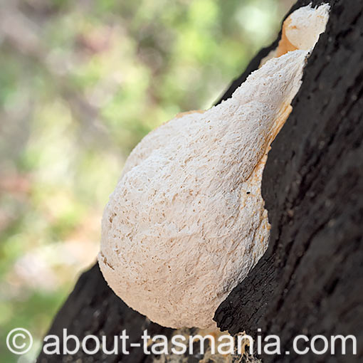 Fuligo candida, Tasmania