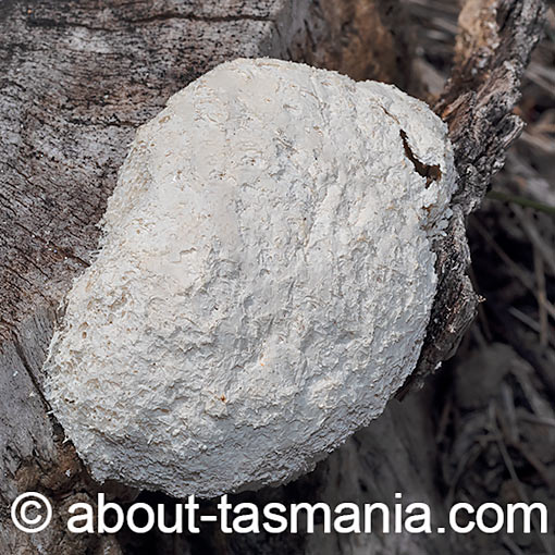 Fuligo candida, Tasmania