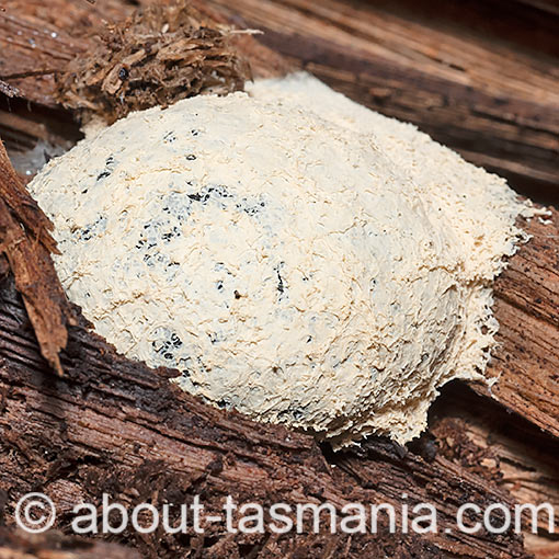 Fuligo candida, Tasmania