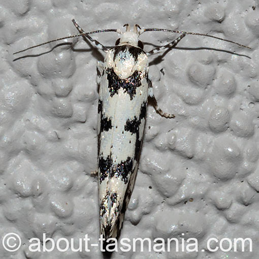 Lichenaula calligrapha, Xyloryctidae, Tasmania, moth