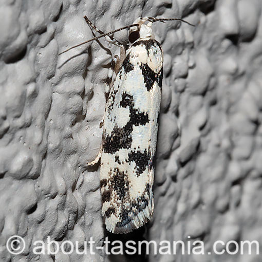 Lichenaula calligrapha, Xyloryctidae, Tasmania, moth