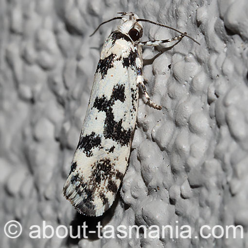 Lichenaula calligrapha, Xyloryctidae, Tasmania, moth