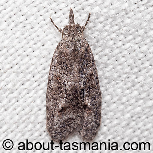 Palaeotoma styphelana, Tortricidae, Tasmania, moth