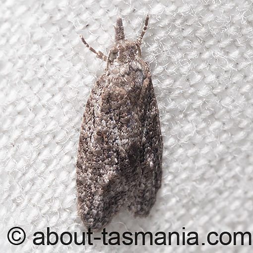 Palaeotoma styphelana, Tortricidae, Tasmania, moth