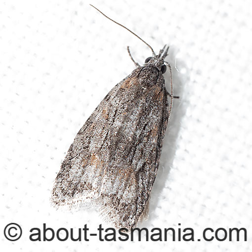 Palaeotoma styphelana, Tortricidae, Tasmania, moth