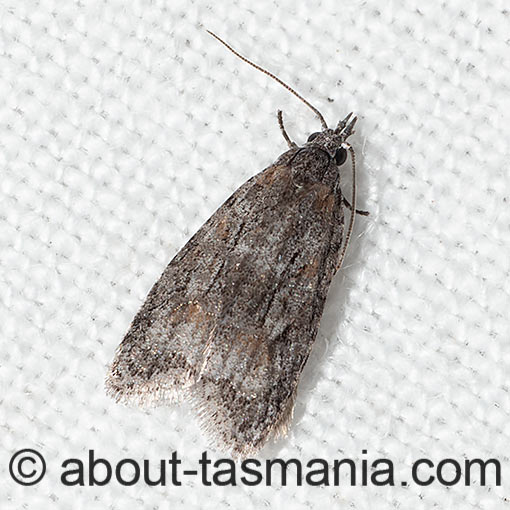 Palaeotoma styphelana, Tortricidae, Tasmania, moth