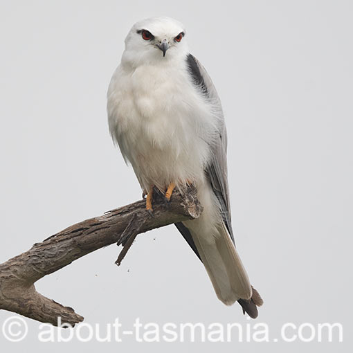 Black-shouldered Kite, Elanus caeruleus, Tasmania