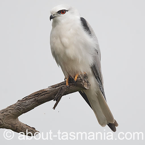 Black-shouldered Kite, Elanus caeruleus, Tasmania