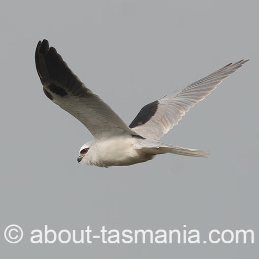 Black-shouldered Kite, Elanus caeruleus, Tasmania