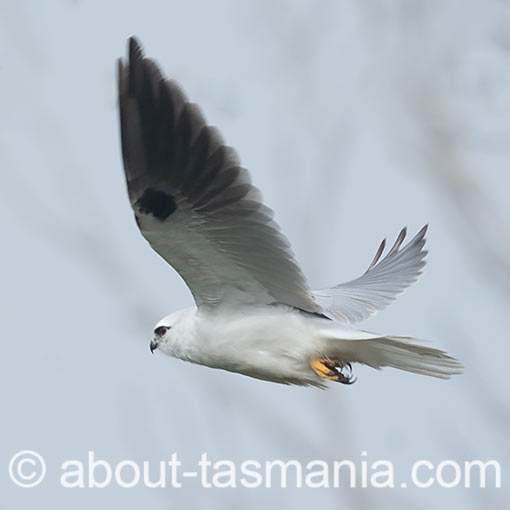 Black-shouldered Kite, Elanus caeruleus, Tasmania