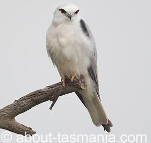 Black-shouldered Kite