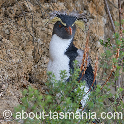 Northern Rockhopper Penguin, Moseley's rockhopper penguin, Moseley's penguin, Eudyptes moseleyi, Tasmania