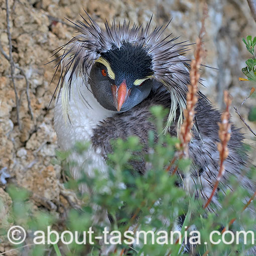 Northern Rockhopper Penguin, Moseley's rockhopper penguin, Moseley's penguin, Eudyptes moseleyi, Tasmania